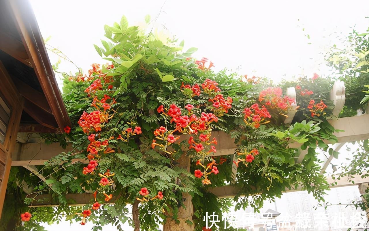 花量|9种漂亮花,热不死晒不怕,开花大半年,没有病虫害,38度成花海