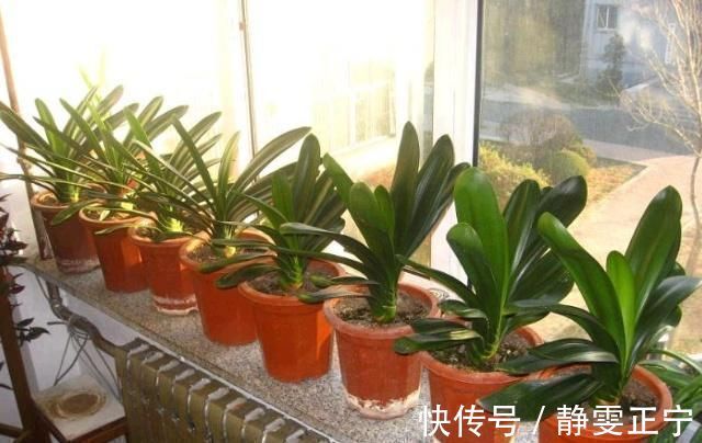 王大姐|王大姐养君子兰,“插”个叶到土里,一盆成10盆,每盆开花都美爆
