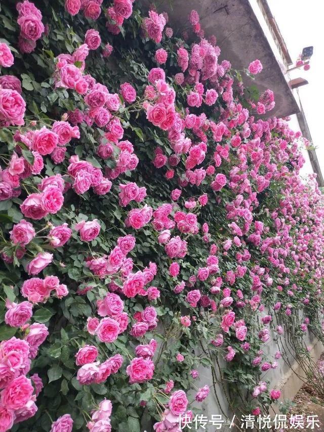 三角梅|家里有小院,种上爬藤花,爬上墙爬上窗,美到极致,天上人间