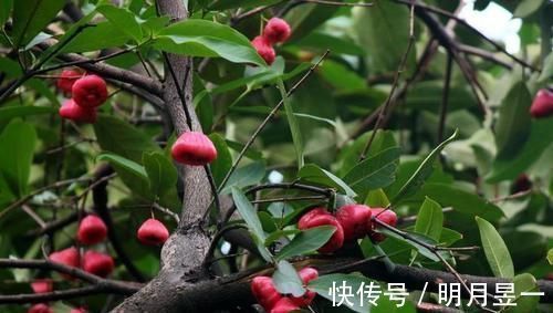 莲雾|女性离不开的3种食物,每天吃一些,补血养颜,身体棒棒哒!