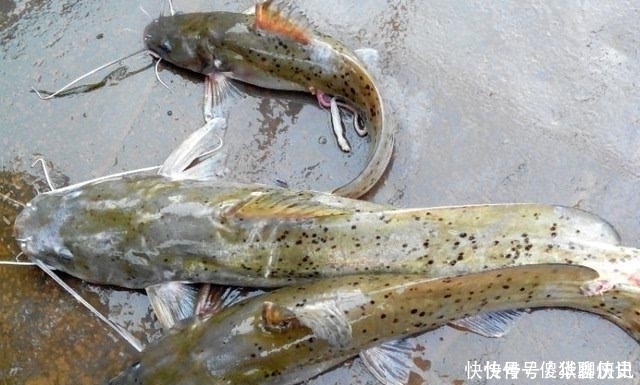 比甲鱼营养,一斤卖到300元,被誉为“淡水鱼之王”,却常被嫌弃