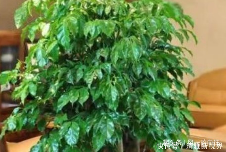 添福添吉|自带“财气”的3种花,家里一定要养,添福添吉日子越过越红火