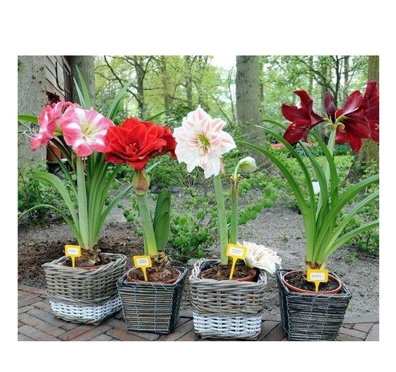 漂亮|6种漂亮花,自带“储水器”,一个月不浇水,旱不死,不妨碍开花