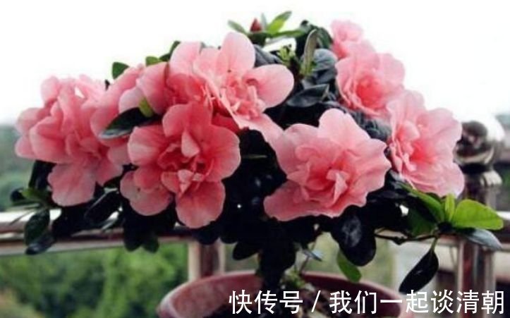 4种花是爆盆能手,开起花来拦不住,不用管也能长得旺,开花不断