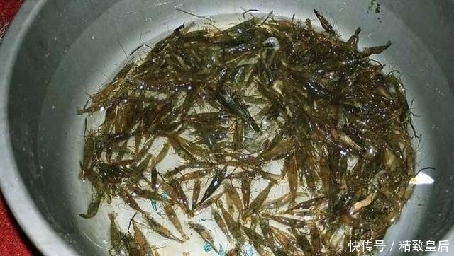 曾是儿时开荤必吃的野味，现在有钱也难买到了