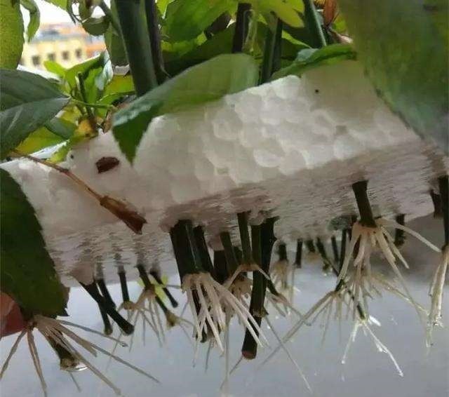 这种扦插神器你都扔了亏大了,赶紧捡回来!