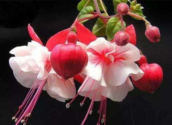 养花就养几种花，家里养一盆，花期长达200天，阳台养出小花园