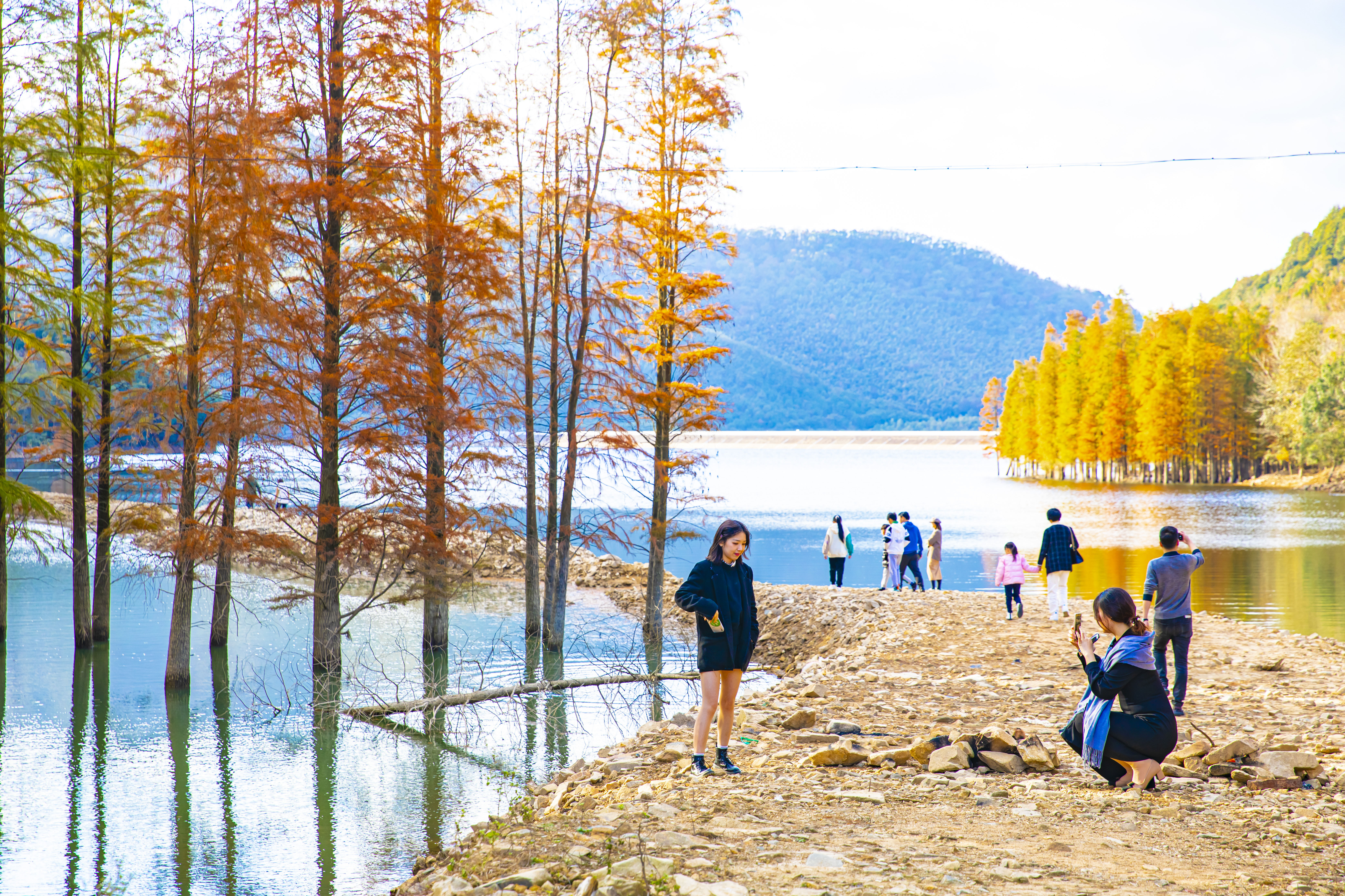 仓岙|象山仓岙水杉林美得像油画，你心动了吗？