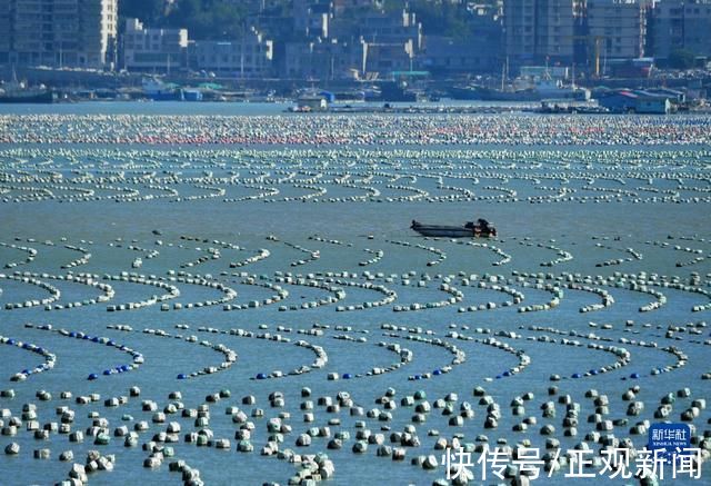 牧场|福建连江:冬季“海上牧场”渔耕图