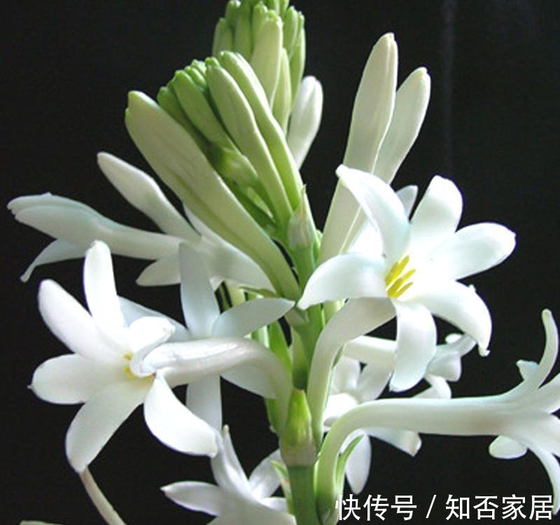 彼岸花|养花试试这几款，开花能力很强，是你愿意种，它就愿意开的类型