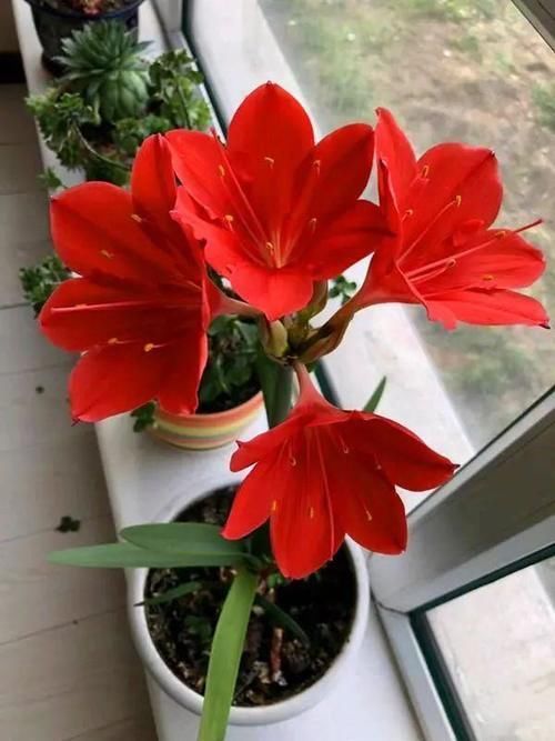 此“花”寒冬季节可赏,花期长达60天,从冬到春,开花不停