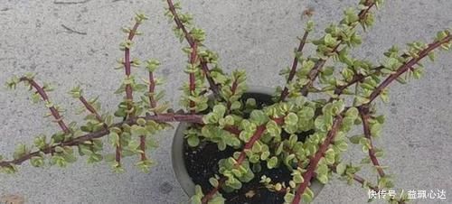 聪明人养花就养3种,可镇宅招财、有益健康,养护也省心