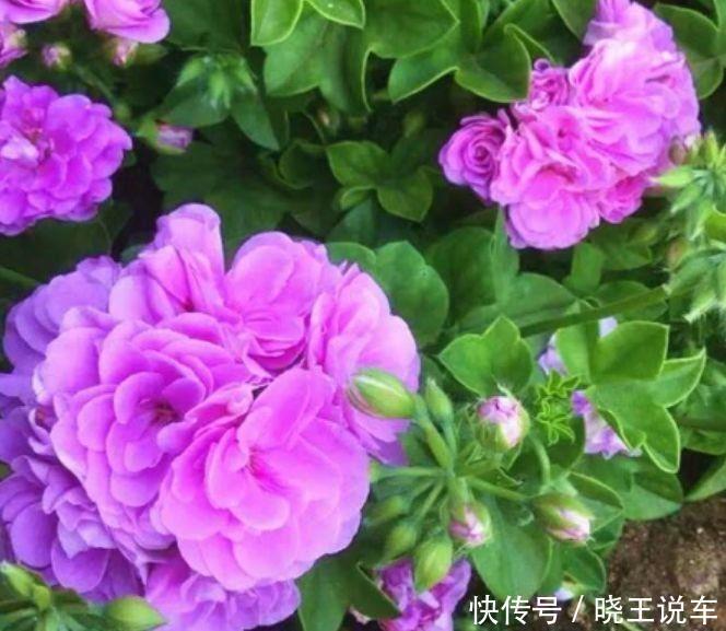 芍药花|5种花颜值超高的,开花爆盆很简单,满树都是花朵,花量超大的