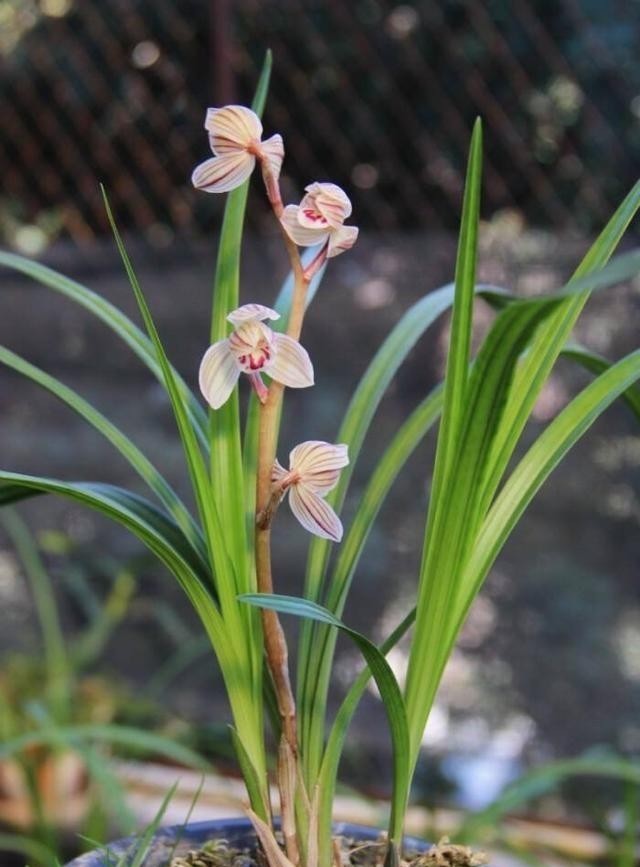 花儿|要兰花开花,有3个“催花”技巧,自然有花苞,花儿多美又香