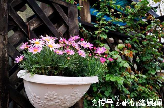 新手|养花不能有的5个“坏习惯”,新手要避免,看看你中了几条