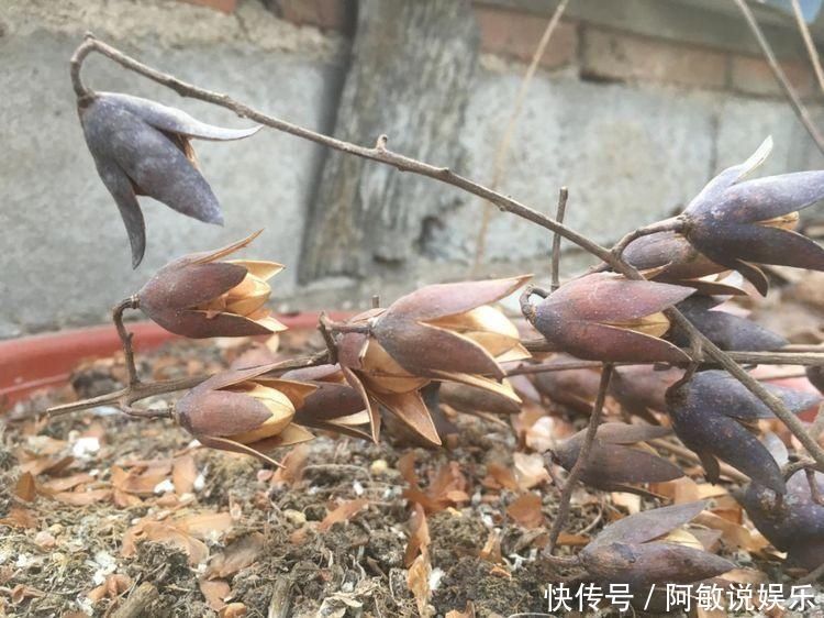 香椿树上结的果实叫啥名有人花钱去农村收集,有什么用吗