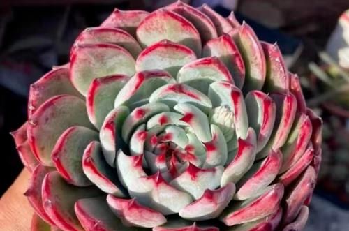 为什么天气热的时候多肉会褪色,而天冷的时候颜色却变得更好看?