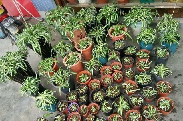 吊兰养出新花样，垂藤多如麻，如天女散花，还能养成独杆老桩子