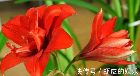 绝美的朱顶红,每一个品种都给跪了,太美,太艳了