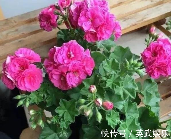 发酵|2种东西别嫌脏,用来养花妙极了,盆土疏松开花美,比花肥好使