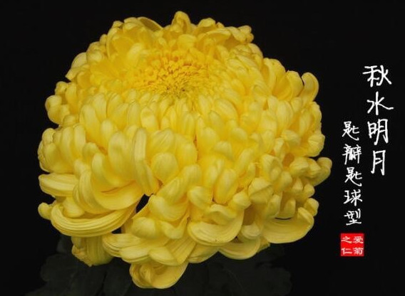 喜欢菊花,不如养盆“菊之珍品”,似含情脉脉,冷酷高贵