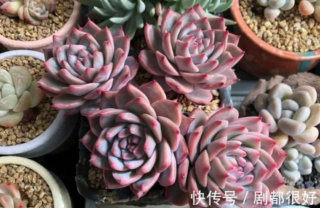 浇水|秋季养多肉,学会三个关键点,上色快,变成大肥肉