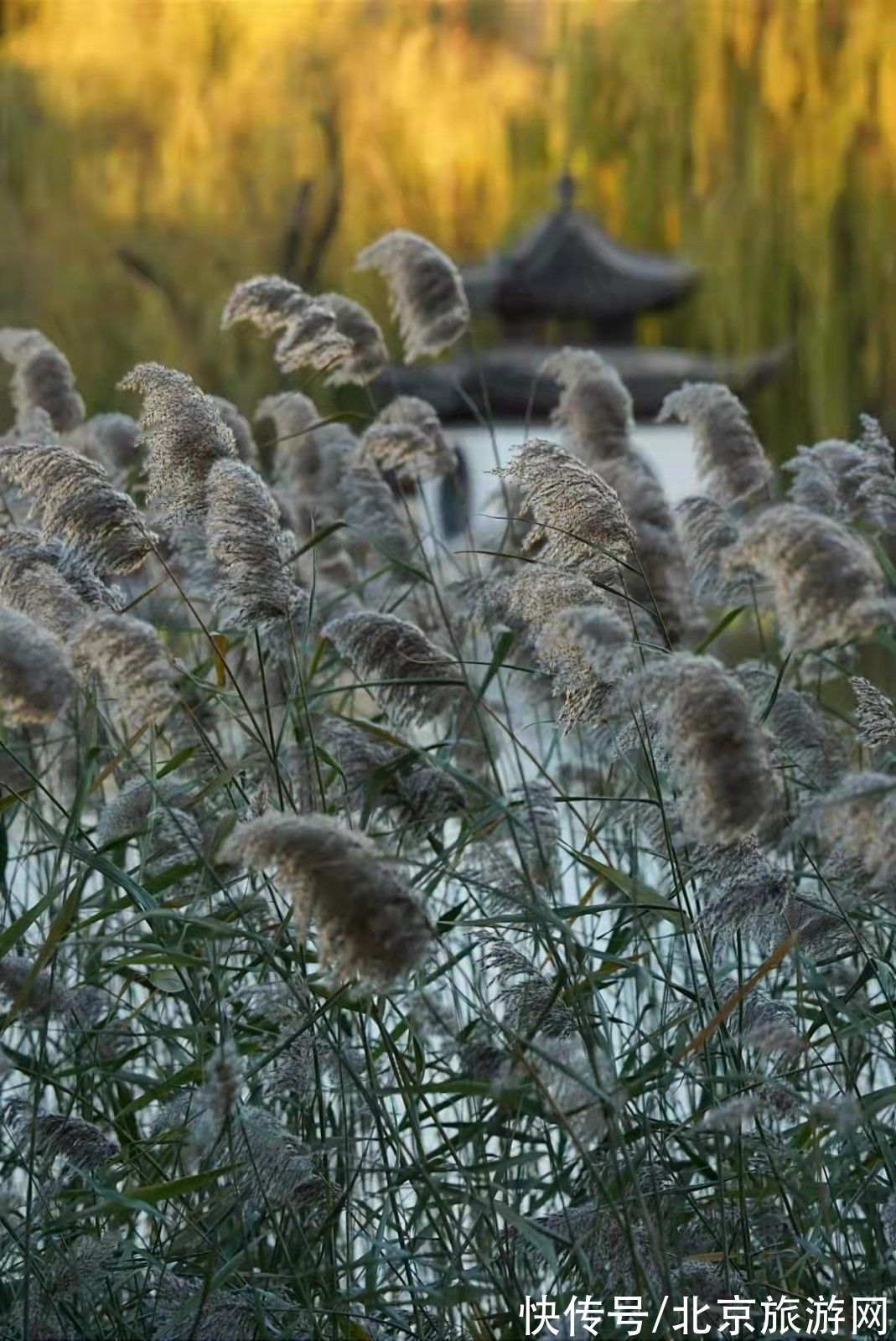 陶然亭湖|枝枝摇浪， 漠漠芦花绽放在陶然亭湖畔