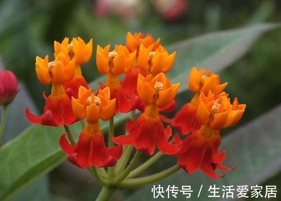 马利筋|从8月31日开始,家养此款花卉,花叶蹭蹭的爆盆,邻居都羡慕