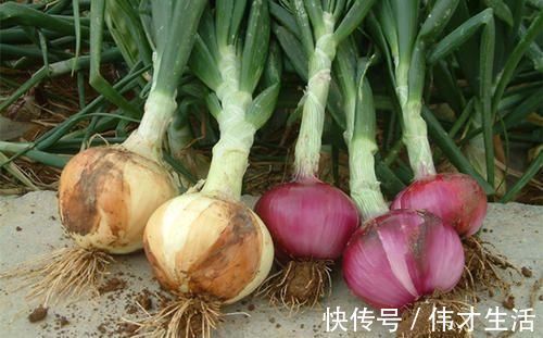 食物|聪明的人喜欢吃3种食物，补充营养、延缓衰老，爱吃就赚了！