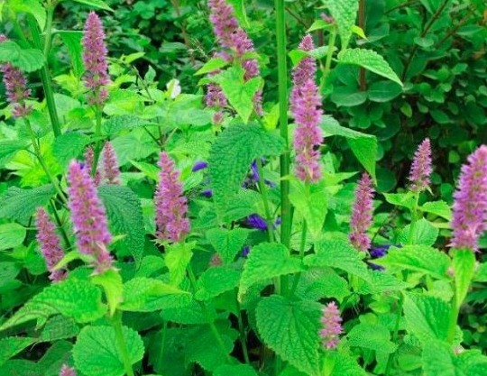 卵白质|女人40老得快,多吃以下野菜,清肝明目、美白滋养肌肤、调经