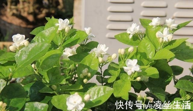 芽土|茉莉想多窜芽土里加“一料”，猛窜芽叶绿如绿，开出层叠群花！