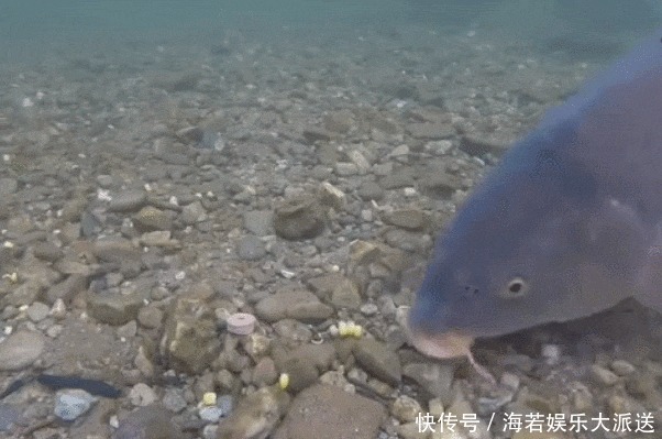  大片鱼泡冒出水面，为啥无鱼吃钩？鱼说“我想吃，你不让我吃”