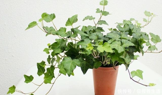 这几种花可不喜欢晒太阳,放个角落就能呼呼长个,北方更适合!