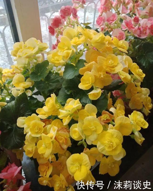 十大最受欢迎年宵花,学会挑选,才不上当