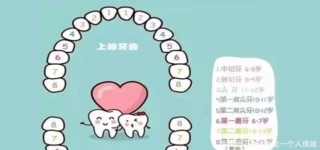 刷牙|儿童换牙顺序图:孩子几岁换?怎么换?一文说清