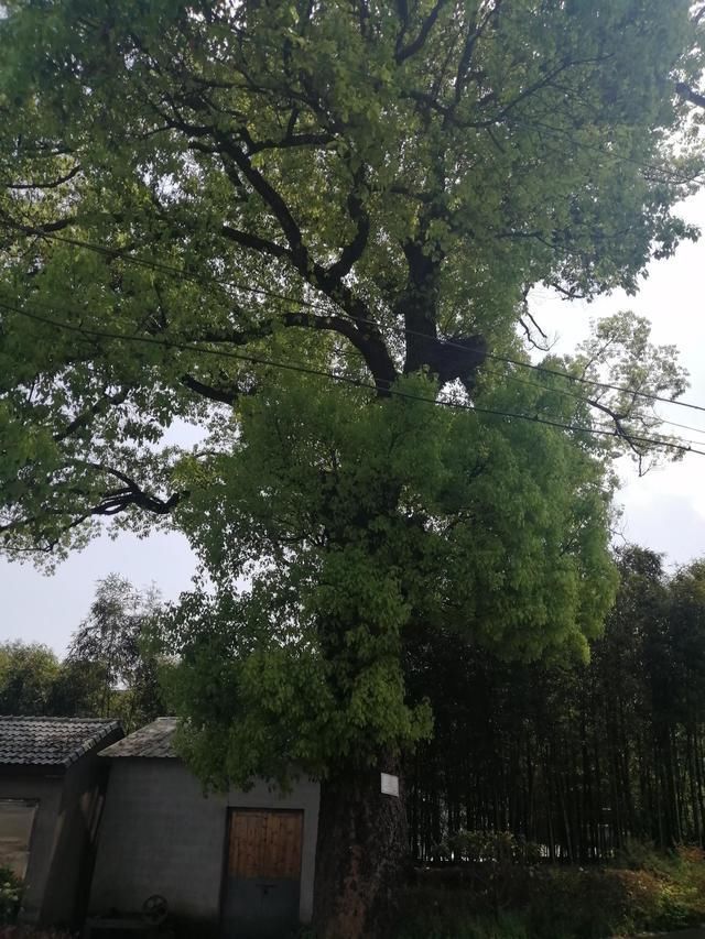 永垂不朽的千年古香樟