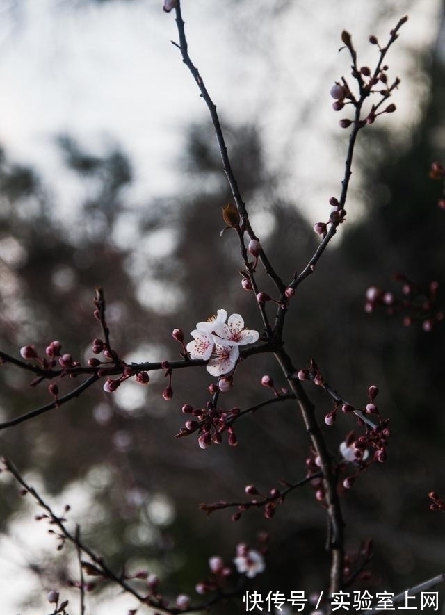 幸福的爱|近期，心有不甘，枯树发芽，不舍旧爱，再度相依，再也不离开