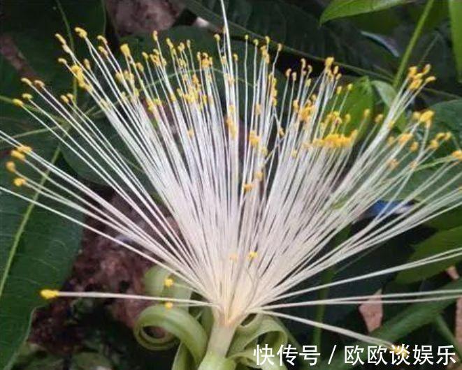 家里阳台必养此款花卉,镇宅又聚财,天天好运来,养好还开花!