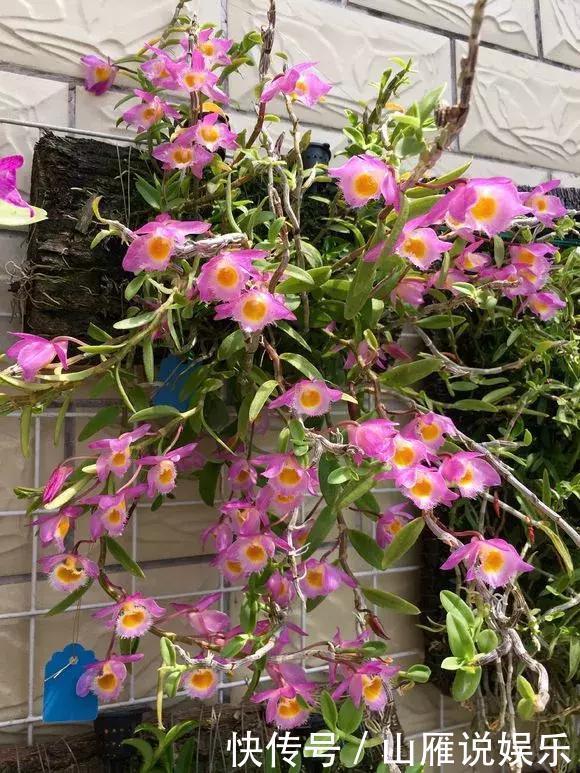 还在养绿萝家里养盆“香香花”,好看好闻,清香四溢精神好!