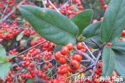 果子|农村漫山遍野的红果子,当初是农名伯伯的救命果,能活血止血