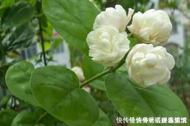 扦插|这三种花堪比香水，养在家里空气清新无异味，健康无忧