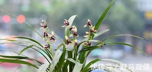 兰花|家中养兰花，几天浇一次水最合适？一根手指就知道