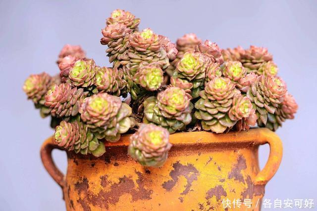 多肉上色四要素,少一个,颜色都不完美!