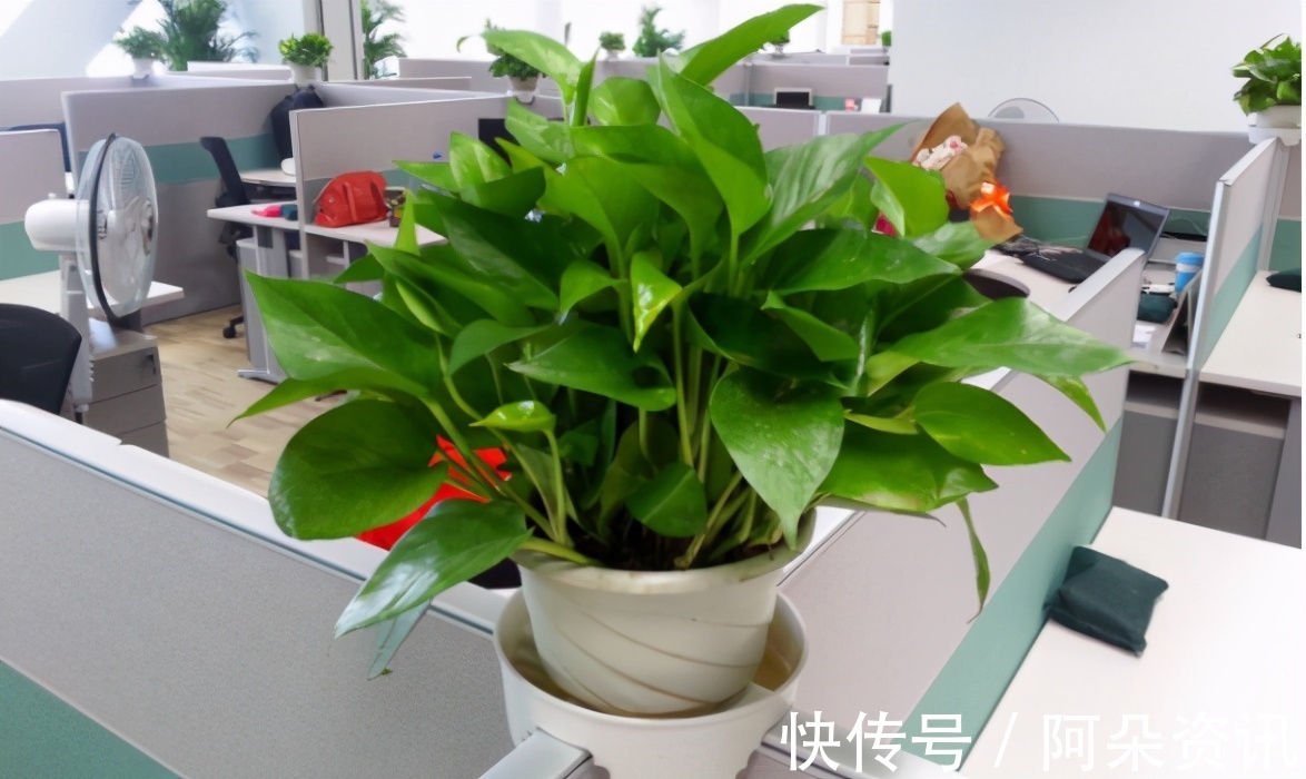 阳台养花无需选“贵的”,入手此3样,一样漂亮、彰显品味