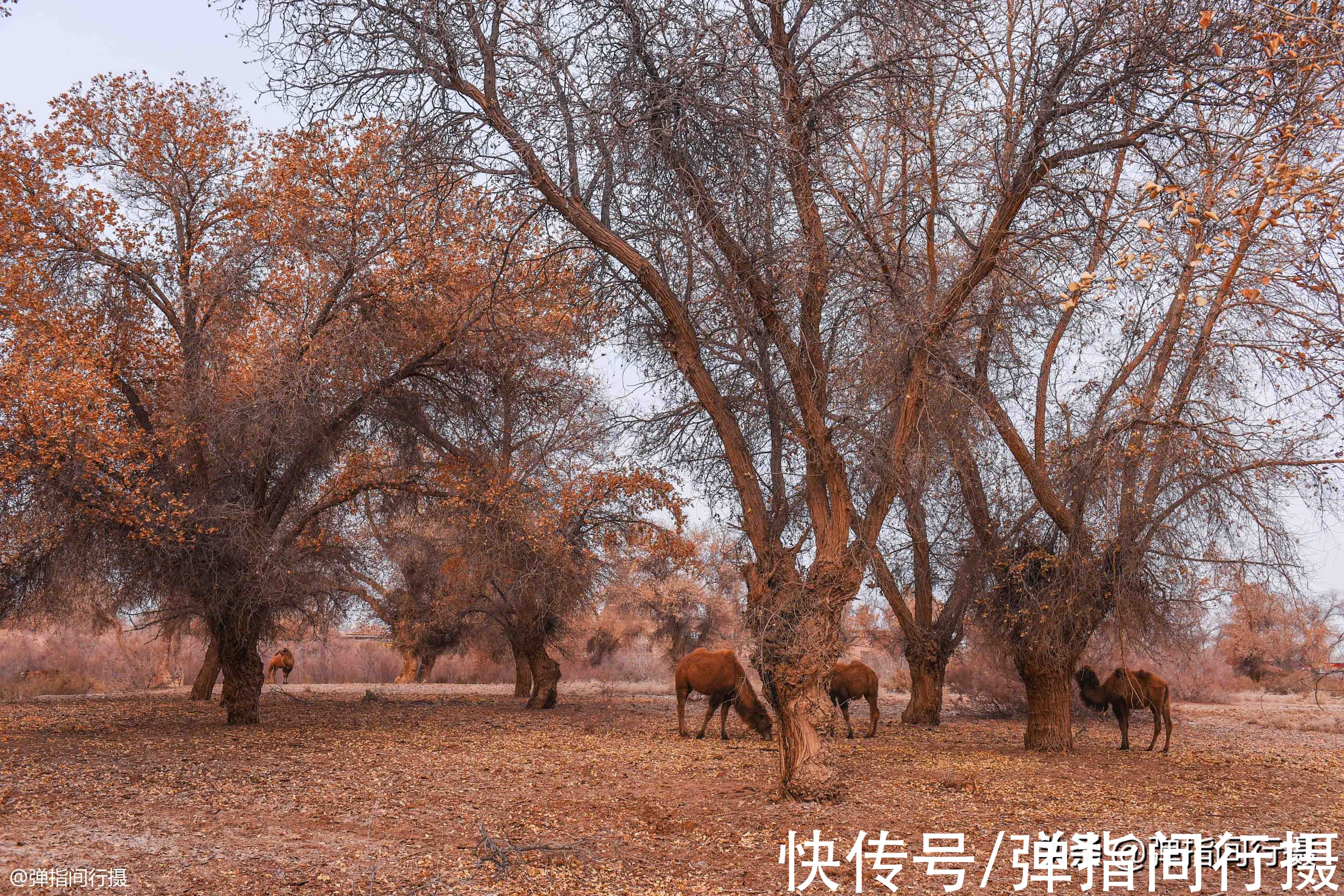 烤肉|新疆有个“烧烤之乡”，这里的烤鱼和烤肉，少添调料却味绝天下