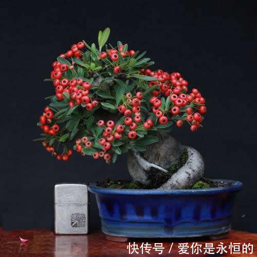 案头|“微型盆景”，我只服此3种，置于案头，让人一见钟情