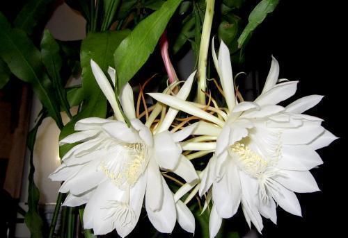 3种花不用买,叶子丢花盆里,嗖嗖长白根,1盆变10盆