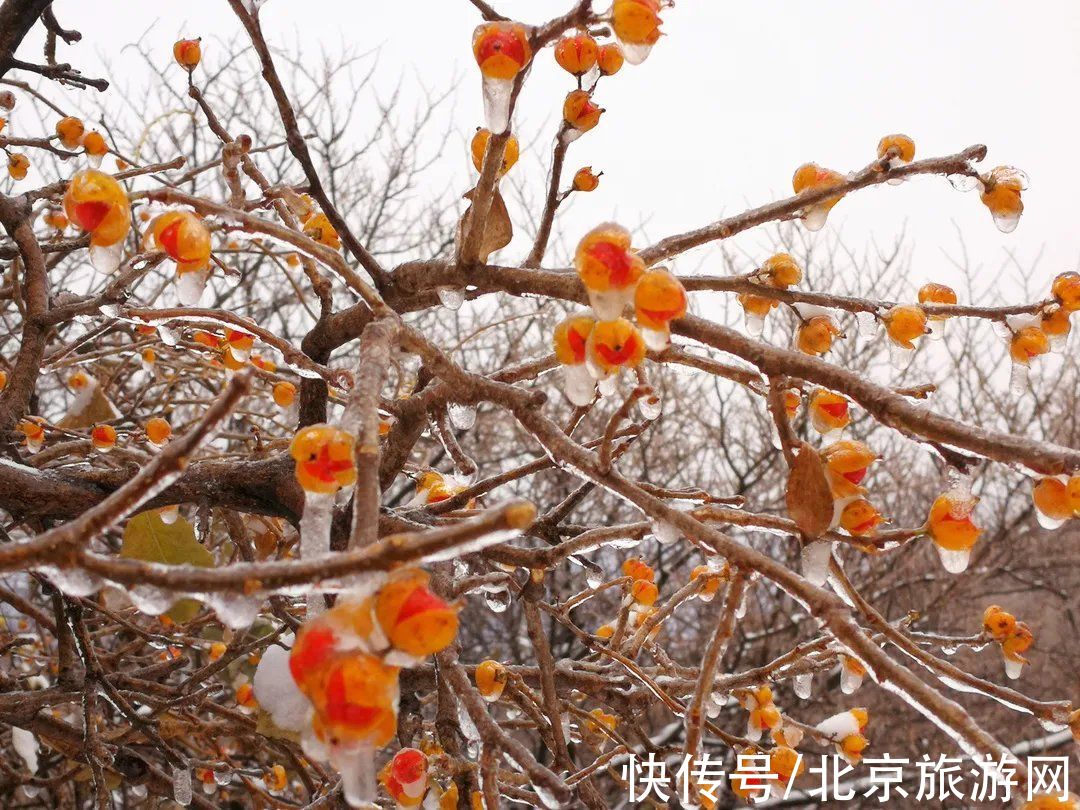 第一场雪|门城一夜雪，万山披银装！