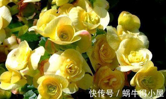 球根|农历7月4号起,最适合养这些花,满屋飘香,花朵烂漫迷人