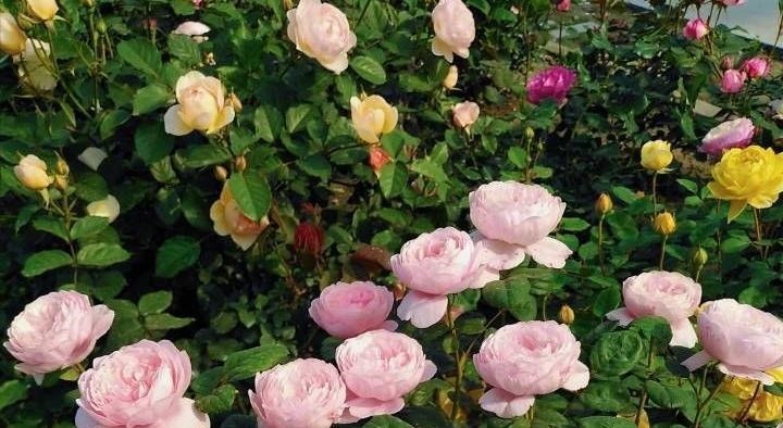 月季这样养，叶子一直绿油油的，满头花苞，美不胜收